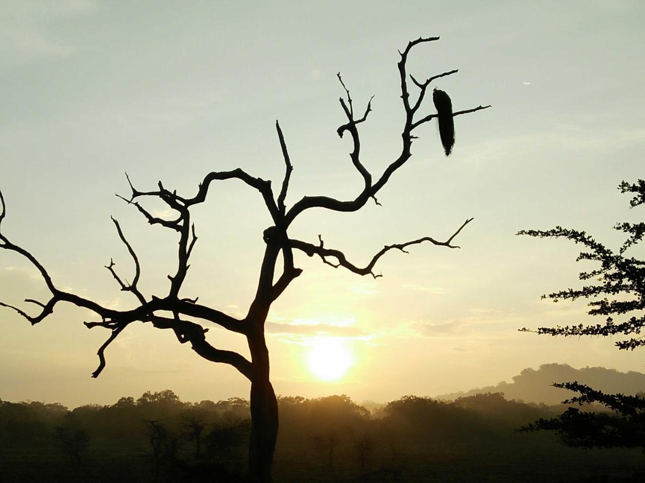 Lake Front Yala Safari Kataragama Exterior foto
